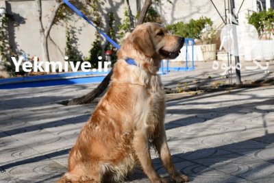 فروش سگ گلدن رتریور دارچینی در تهران در گروه سگ و گربه در یکمیوه -عکس2