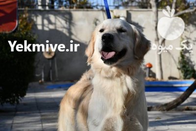 فروش سگ گلدن رتریور دارچینی در تهران در گروه سگ و گربه در یکمیوه -عکس3