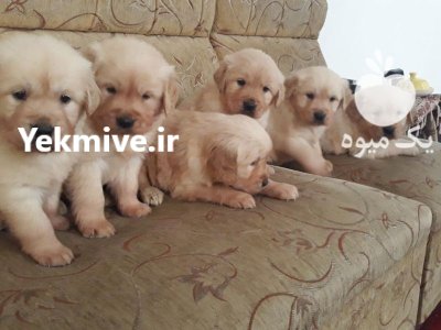 فروش سگ گلدن رتریور دارچینی ارزان در گروه سگ و گربه در یکمیوه -عکس1
