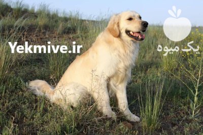 فروش سگ گلدن رتریور دارچینی ارزان در گروه سگ و گربه در یکمیوه -عکس2