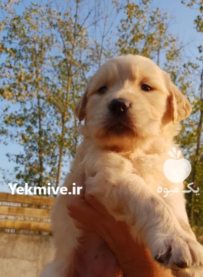 فروش سگ گلدن رتریور دارچینی اصیل در گروه سگ و گربه در یکمیوه -عکس1