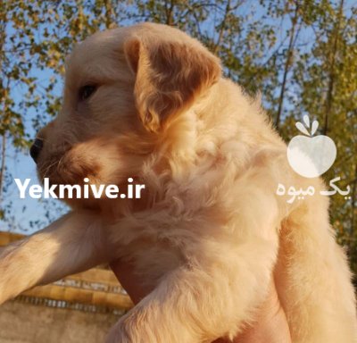 فروش سگ گلدن رتریور دارچینی اصیل در گروه سگ و گربه در یکمیوه -عکس2