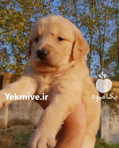 فروش سگ گلدن رتریور دارچینی اصیل در گروه سگ و گربه در یکمیوه -عکس3