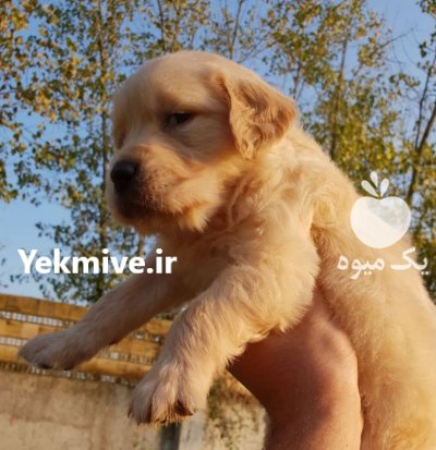 فروش سگ گلدن رتریور دارچینی وارداتی در گروه سگ و گربه در یکمیوه -عکس2