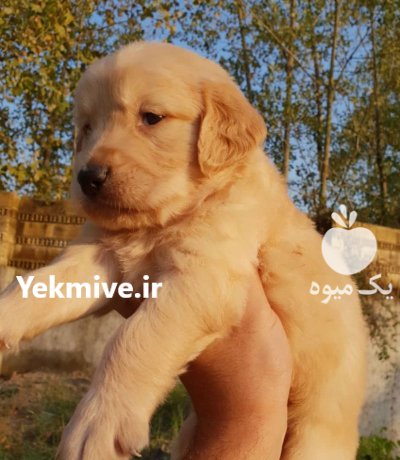 فروش سگ گلدن رتریور دارچینی وارداتی در گروه سگ و گربه در یکمیوه -عکس1