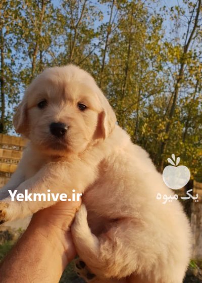 فروش سگ گلدن رتریور دارچینی وارداتی در گروه سگ و گربه در یکمیوه -عکس3