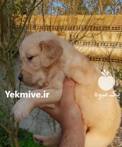 فروش سگ گلدن رتریور دارچینی شجره در گروه سگ و گربه در یکمیوه -عکس3