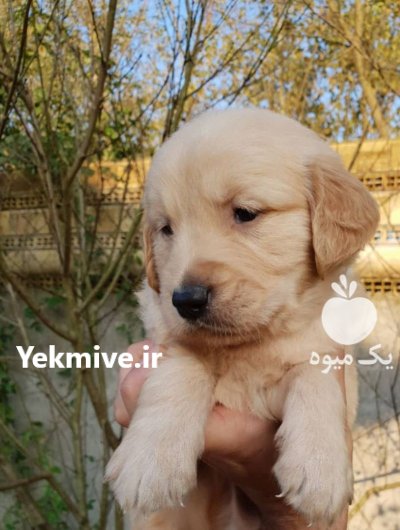 فروش سگ گلدن رتریور دارچینی شجره در گروه سگ و گربه در یکمیوه -عکس2
