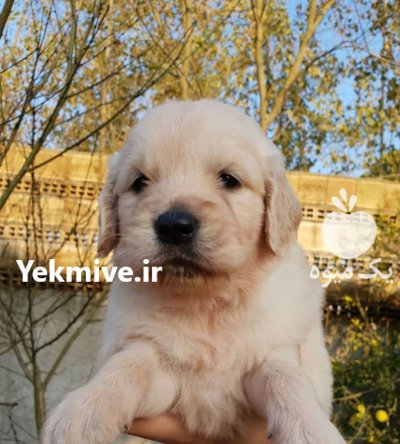فروش سگ گلدن رتریور دارچینی شجره در گروه سگ و گربه در یکمیوه -عکس1
