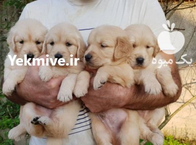 قیمت سگ گلدن رتریور دارچینی در تهران در گروه سگ و گربه در یکمیوه -عکس1