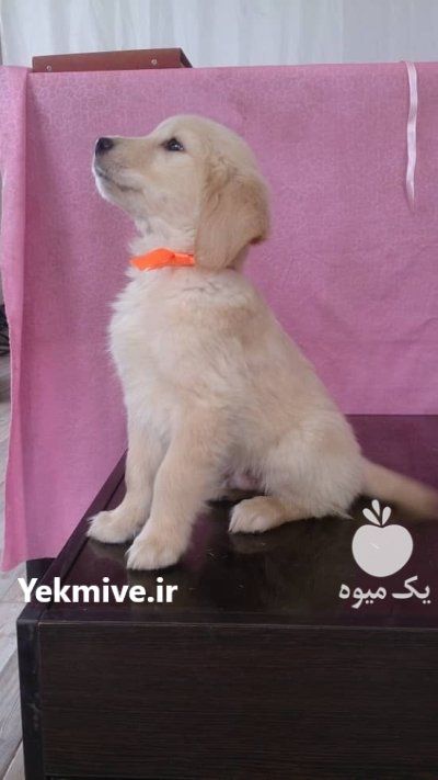 قیمت سگ گلدن رتریور دارچینی در تهران در گروه سگ و گربه در یکمیوه -عکس2