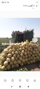 خربزه صادراتی در گروه خرید و فروش خربزه در یکمیوه