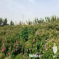 قیمت خرید گل محمدی غنچه گلاب در گروه خرید و فروش انواع عرقیجات در یکمیوه