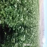 فروش سیب زمینی بذری لیبل دار در تهران در گروه خرید و فروش سیب زمینی در یکمیوه