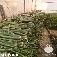 خریدار برگ آلوئه ورا در گروه خرید و فروش گیاهان دارویی در یکمیوه