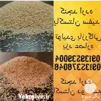قیمت خرید عمده خرده کنجد دانه در یزد در گروه خرید و فروش دانه های روغنی در یکمیوه