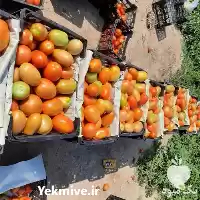 فروش عمده گوجه فرنگی صادارتی در شیراز در گروه خرید و فروش گوجه فرنگی در یکمیوه