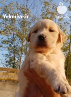 فروش سگ گلدن رتریور دارچینی اصیل در گروه سگ و گربه در یکمیوه