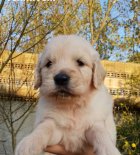 فروش سگ گلدن رتریور دارچینی شجره در گروه سگ و گربه در یکمیوه