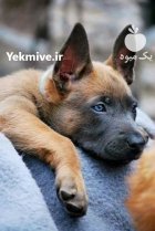 خرید و فروش سگ مالینویز در محمدشهر در گروه سگ و گربه در یکمیوه