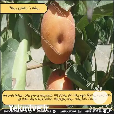 خرید نهال گلابی پرتقالی در تهران در گروه خرید و فروش نهال گلابی در یکمیوه -عکس1