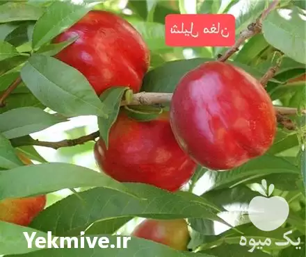 خرید نهال شلیل مغان در تهران در گروه خرید و فروش نهال میوه در یکمیوه -عکس1