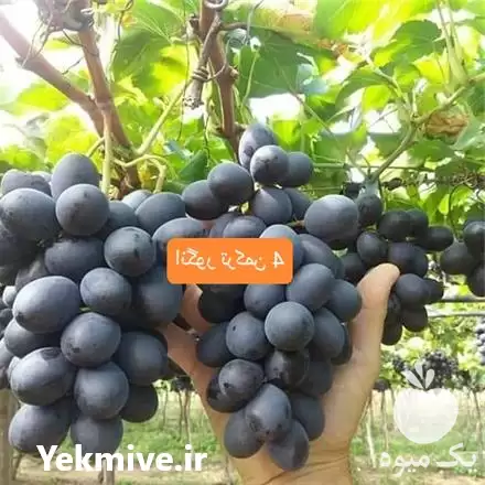 قیمت خرید نهال انگور مویز ترکمن در گروه خرید و فروش نهال انگور در یکمیوه -عکس1