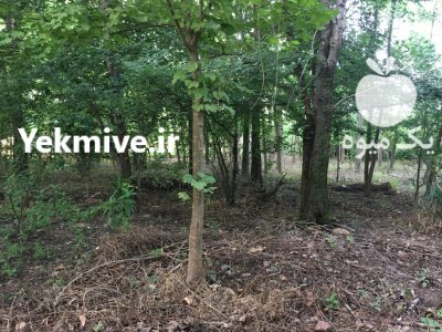 فروش درخت صنوبر توسکا ولی در گروه خرید و فروش چوب درخت در یکمیوه -عکس1