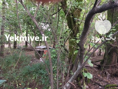 فروش درخت صنوبر توسکا ولی در گروه خرید و فروش چوب درخت در یکمیوه -عکس3