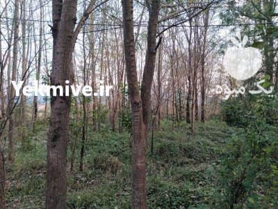 فروش درخت صنوبر توسکا ولی در گروه خرید و فروش چوب درخت در یکمیوه -عکس4