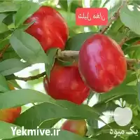 خرید نهال شلیل مغان در تهران در گروه خرید و فروش نهال میوه در یکمیوه