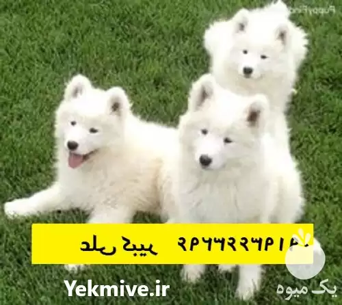 از کجا سگ بخرم مرکز فروش در تهران در گروه سگ و گربه در یکمیوه -عکس1