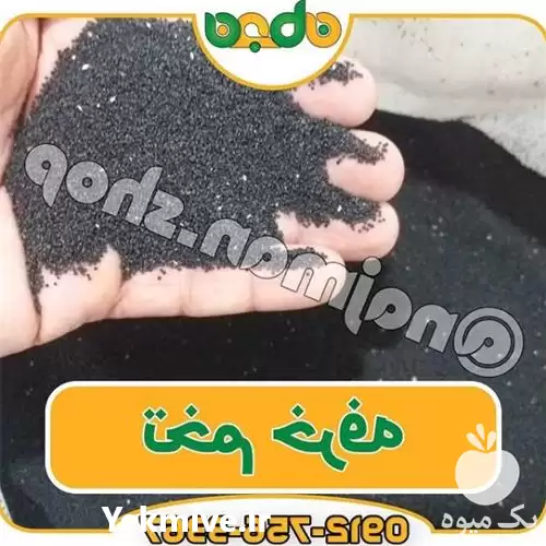 فروش عمده تخم خرفه در تهران در گروه خرید و فروش گیاهان دارویی در یکمیوه -عکس1