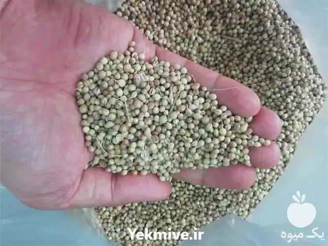 قیمت خرید تخم گیشنیز توپی در ساری در گروه خرید و فروش گیاهان دارویی در یکمیوه -عکس1