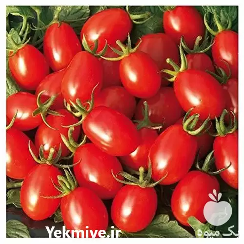 فروش گوجه زیتونی صادراتی در گروه خرید و فروش گوجه فرنگی در یکمیوه -عکس1