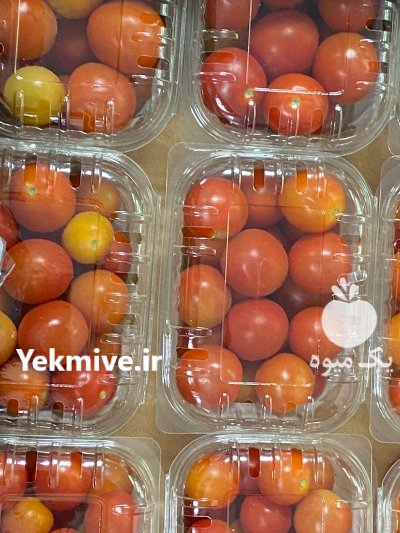 گوجه چری گیلاسی در شهرضا در گروه خرید و فروش گوجه فرنگی در یکمیوه -عکس2