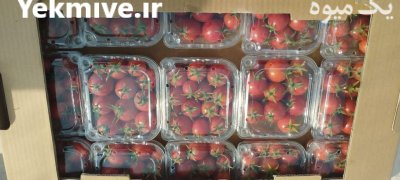 گوجه چری گیلاسی در شهرضا در گروه خرید و فروش گوجه فرنگی در یکمیوه -عکس3