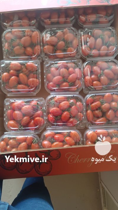 گوجه چری گیلاسی در شهرضا در گروه خرید و فروش گوجه فرنگی در یکمیوه -عکس4