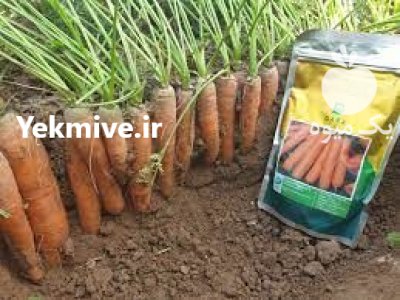 بذر هویج نارین دارا در آذرشهر در گروه خرید و فروش بذر هویج در یکمیوه -عکس1