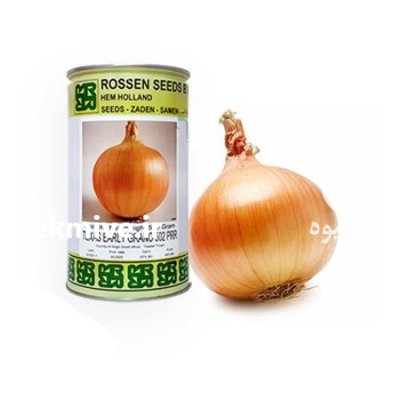 فروش بذر پیاز طلایی تگزاس روزن در گروه خرید و فروش بذر پیاز در یکمیوه -عکس1