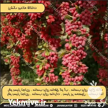 خرید نهال زرشک برای منطقه سردسیر در تهران در گروه خرید و فروش نهال زرشک در یکمیوه -عکس1