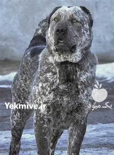 خرید و فروش سگ عراقی پژدر در گروه سگ و گربه در یکمیوه -عکس1