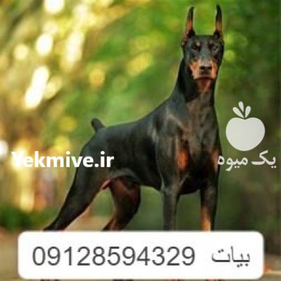 خرید و فروش سگ دوبرمن سگ در کوهسار در گروه سگ و گربه در یکمیوه -عکس1