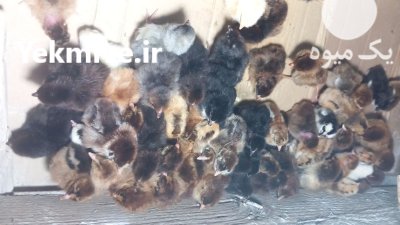 جوجه محلی و گلپایگانی و گردن در گرگان در گروه مرغ و خروس و بوقلمون و اردک قو قاز در یکمیوه -عکس1