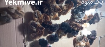 جوجه محلی و گلپایگانی و گردن در گرگان در گروه مرغ و خروس و بوقلمون و اردک قو قاز در یکمیوه -عکس2