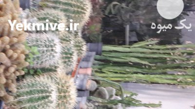 فروش گلخانه به همراه انواع کاکتوس در قزوین در گروه خرید و فروش گیاهان زینتی در یکمیوه -عکس1