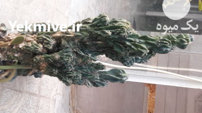 فروش گلخانه به همراه انواع کاکتوس در قزوین در گروه خرید و فروش گیاهان زینتی در یکمیوه -عکس2