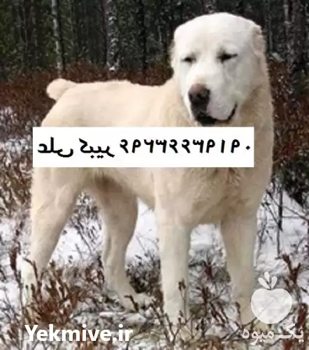 فروش توله سگ نگهبان آلابای روسی در تهران در گروه سگ و گربه در یکمیوه -عکس1