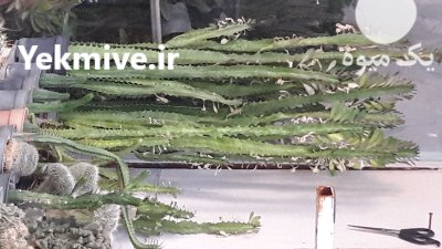 فروش گلخانه به همراه انواع کاکتوس در قزوین در گروه خرید و فروش گیاهان زینتی در یکمیوه -عکس2