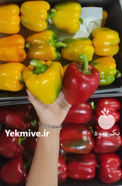صادرات فلفل دلمه رنگی گلخانه ای در یزد در گروه خرید و فروش فلفل در یکمیوه -عکس1